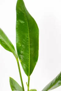 Close-up of Paddle Leaf Anthurium with large glossy green leaf.