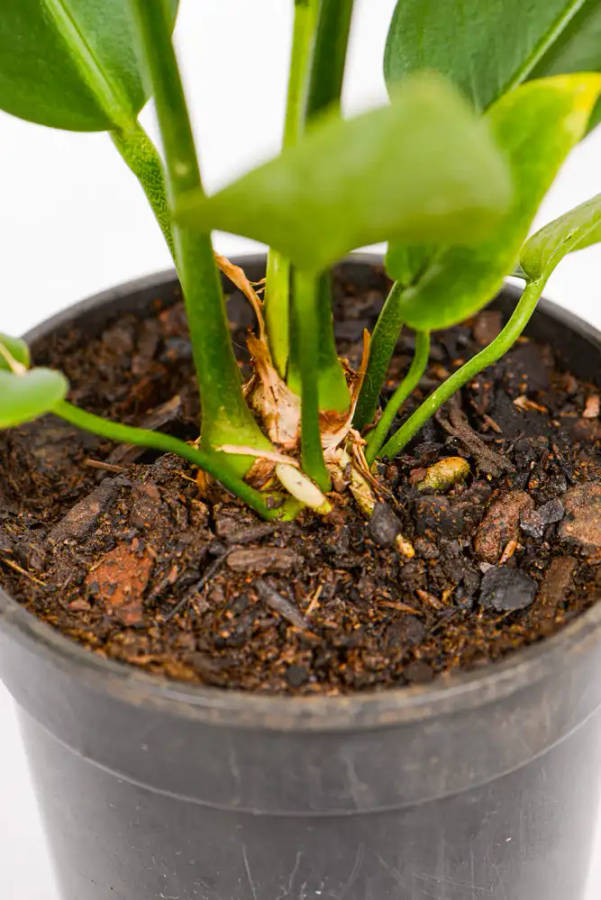 Paddle Leaf Anthurium