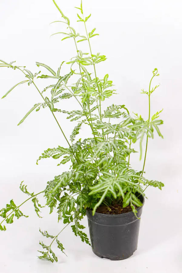 Silver lace fern