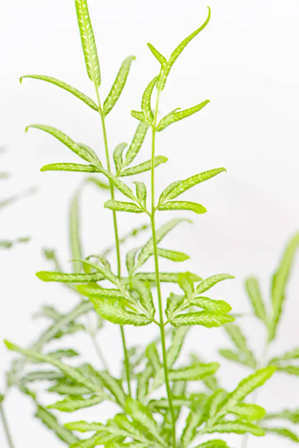 Silver lace fern