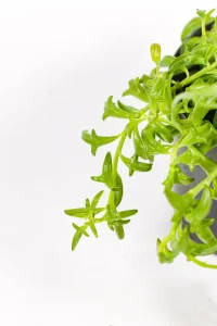 Side view of Senecio peregrinus trailing plant with playful leaf shapes.