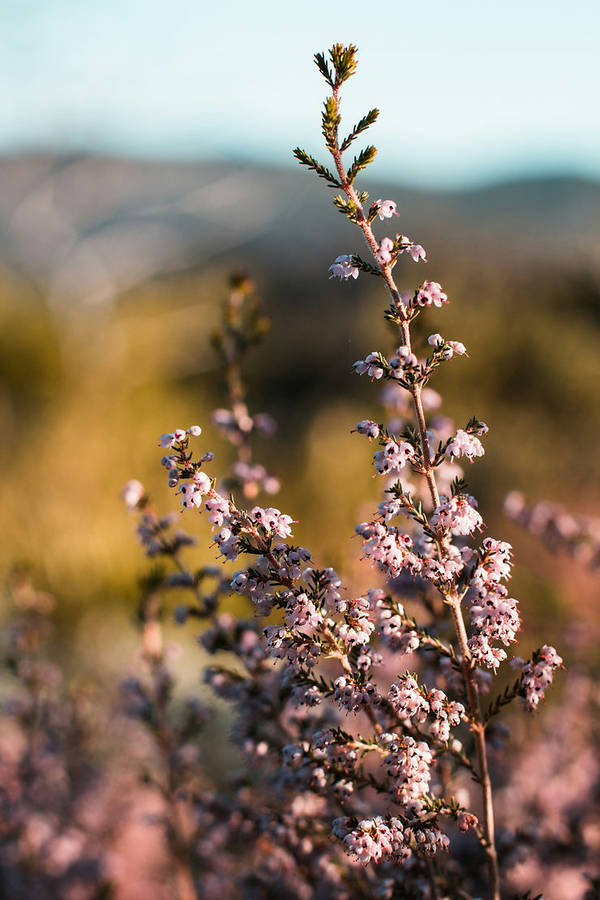 Fynbos Flower