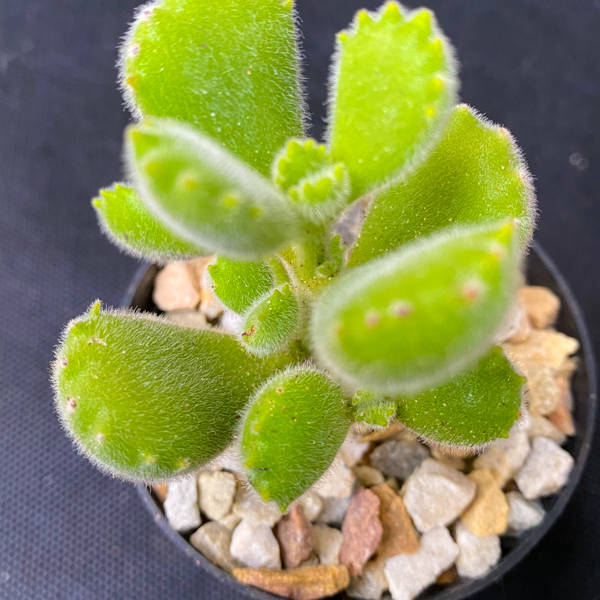 Cotyledon tomentosa 'Bear Paws'