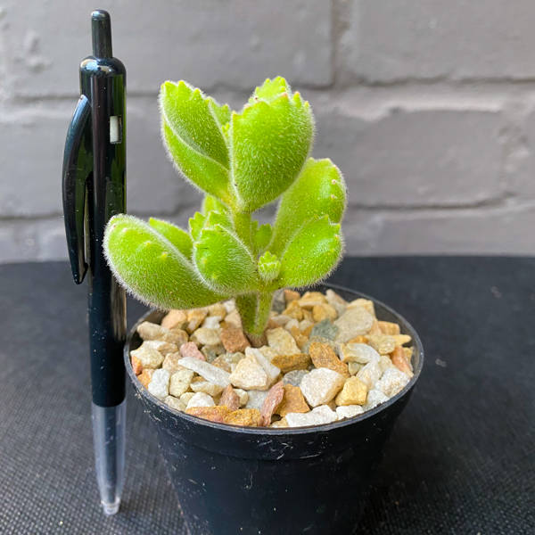 Cotyledon tomentosa 'Bear Paws'