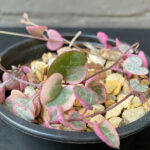 Ceropegia woodii 'Variegated String of Hearts'