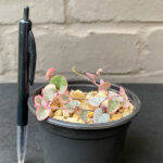 Ceropegia woodii 'Variegated String of Hearts'