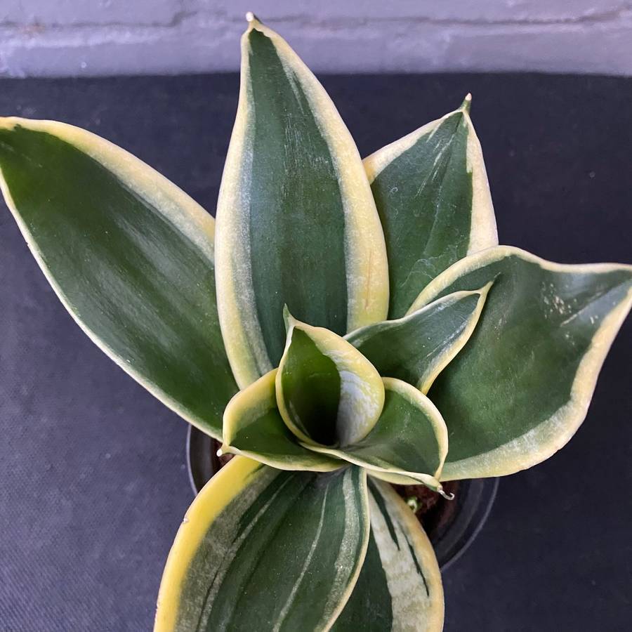 Sansevieria Black Gold Superba