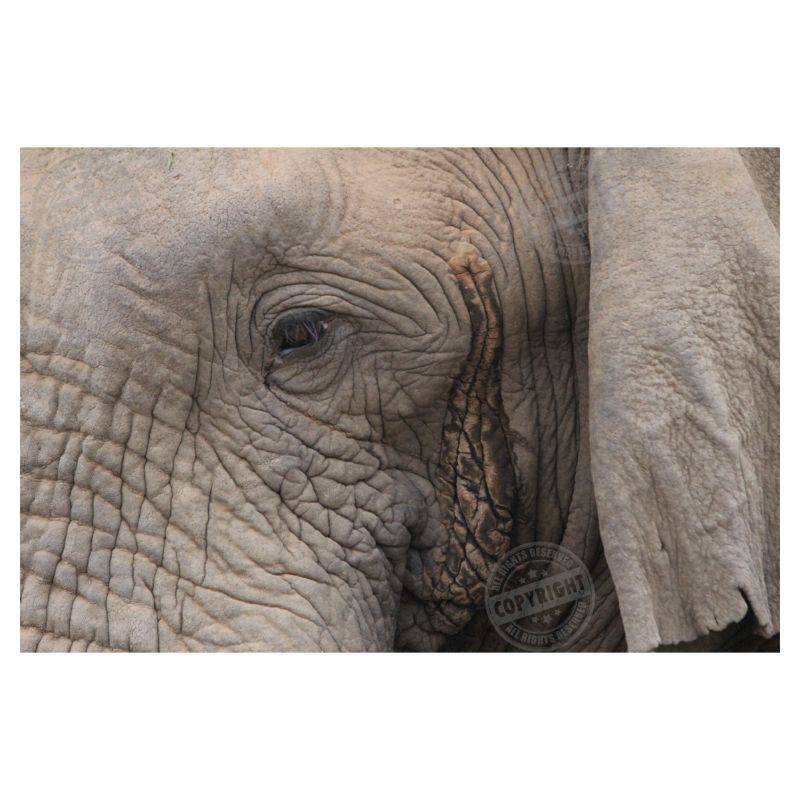 PhotoRanger Canvas Print Elephant Eye