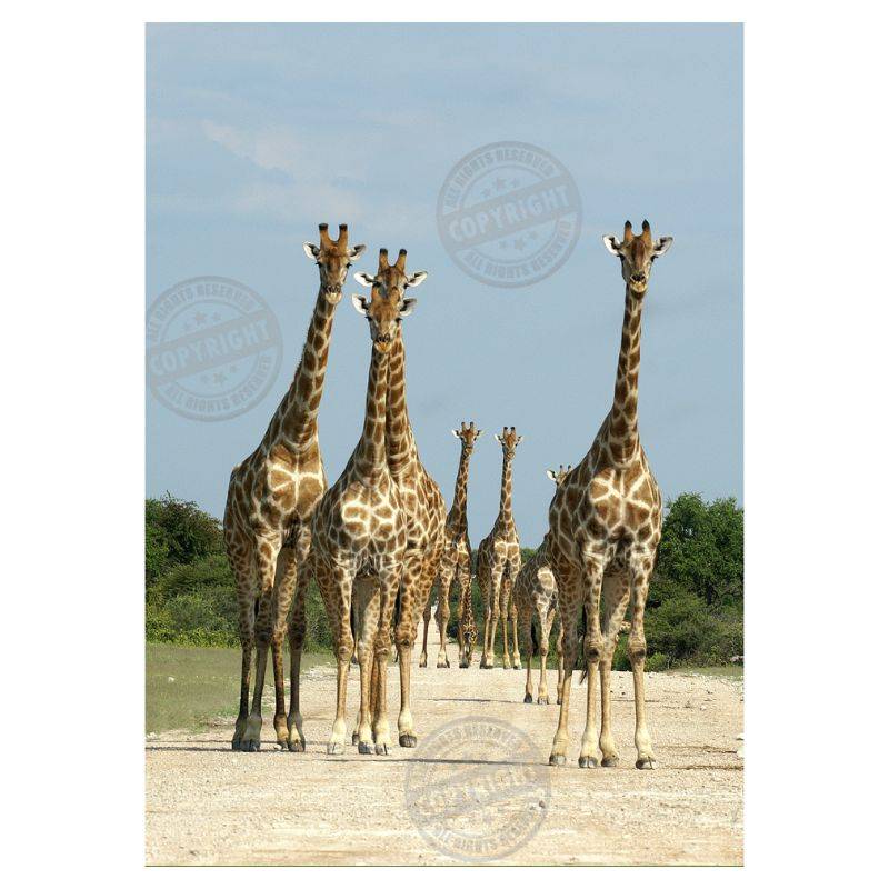 PhotoRanger Canvas Print "Giraffe Voortrekkers"