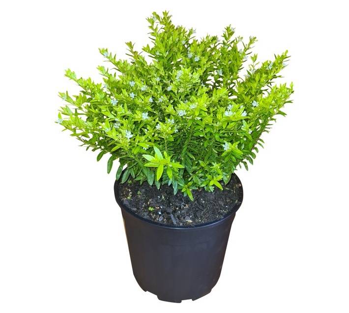Colorweis Cuphea Hyss Lemon and Ice PBR Pot (170mm)