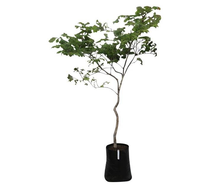Caesalpinea Ferrea Leopard Tree (50L Bag)