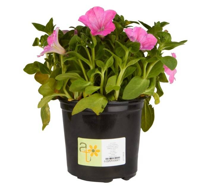 Colour Magic Pot (150mm)