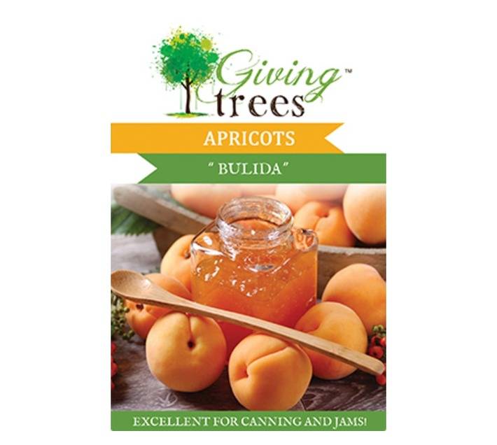 Giving Trees Apricot Fruit Tree (10L)