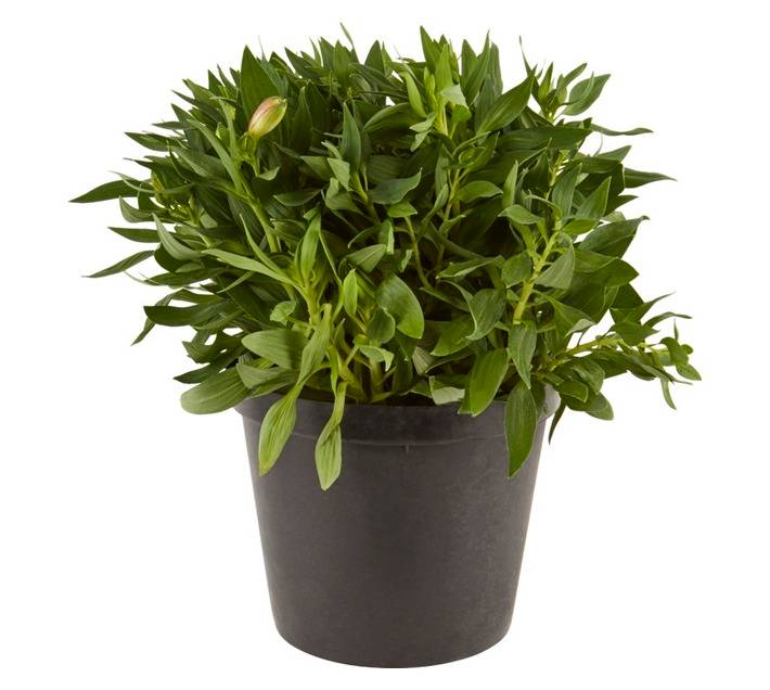 Alstromeria Pot - Assorted (250mm)