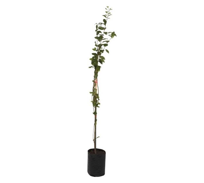 Giving Trees Dagen Prunes Fruit Tree (10L)