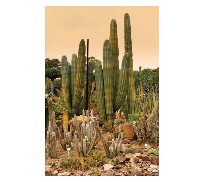 Design House Cactus Canvas Print - Green/Brown (600 x 900mm)