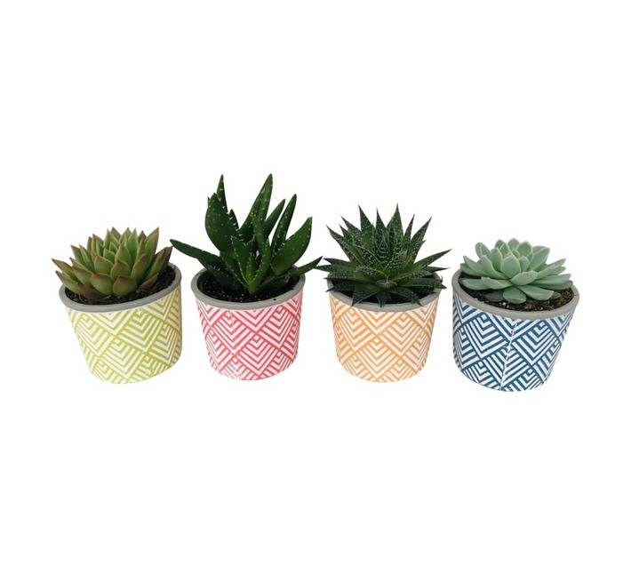 Classic Succulents in Ceramic (90 x 90 x 90mm)