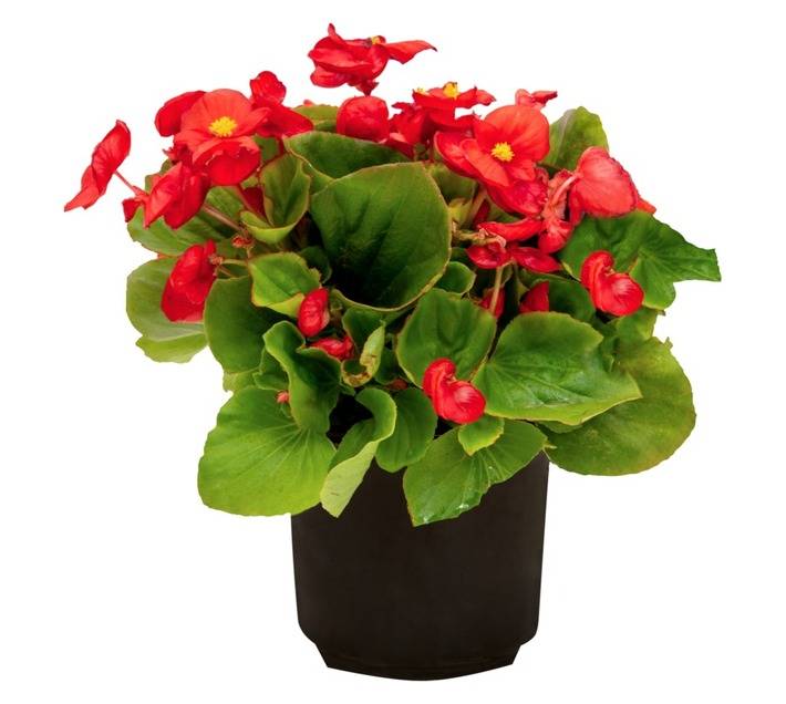 Colorweis Begonia Sprint Plus Pot - Red (150 x 150 x 300mm)
