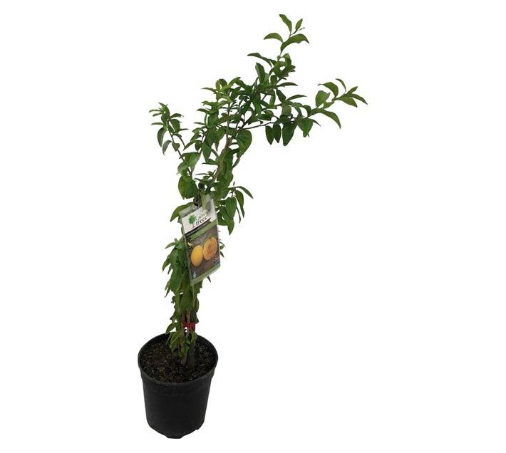 Giving Trees Kei Apple Fruit Tree (170mm)