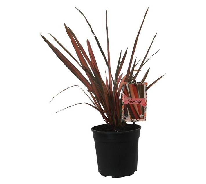 Phormium Cookianum Flamingo (17cm Pot)