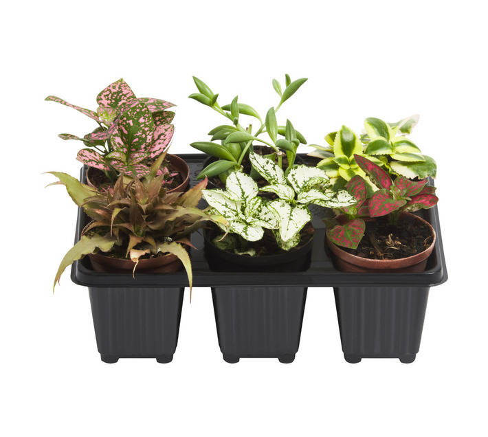 Florex 6 Pack Tray Tom Thumb Potted Plants (100mm)