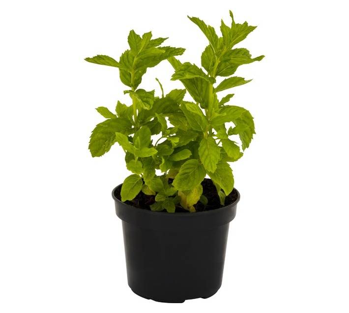 San Michell 17900 Herbs in Pot - Assorted (120mm)