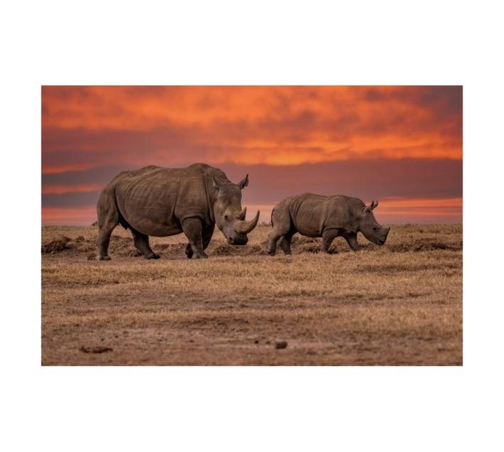 Design House Rhino Canvas - Sunset (600 x 900 x 600mm)