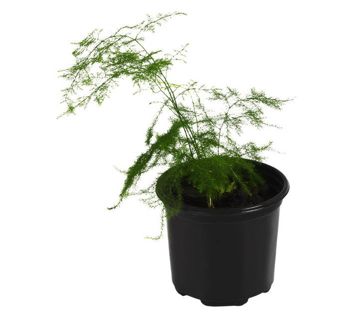 Florex Asparagus Plumosus Pot (120mm)