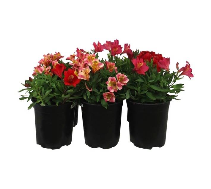 Alstroemaria Colorita (20cm Pot)