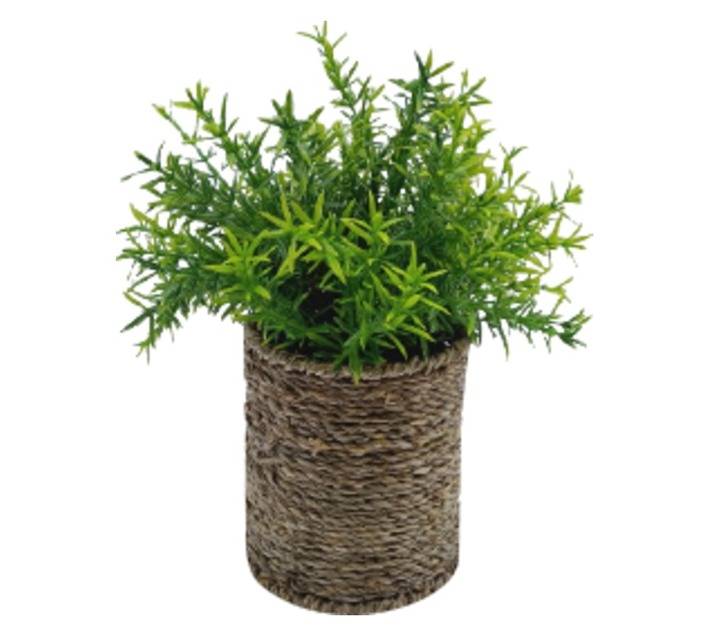 Crassula Planted Artificial Flower