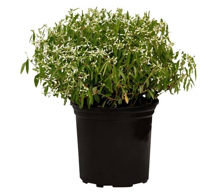 Colorweis Euphorbia Glitz PP Pot (170mm)