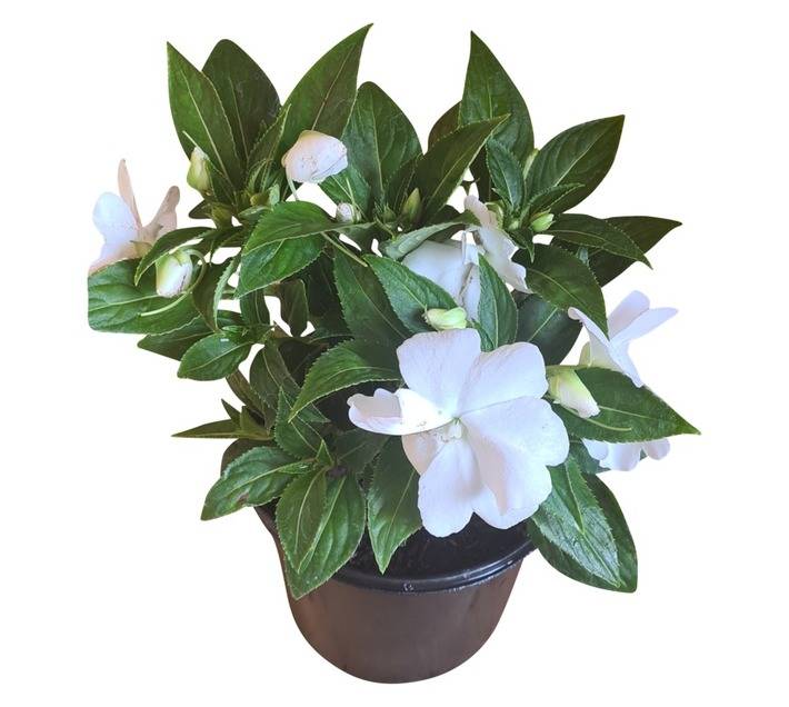 Colorweis C/Work New Guinea Impatiens - White (150 x 150 x 300mm)