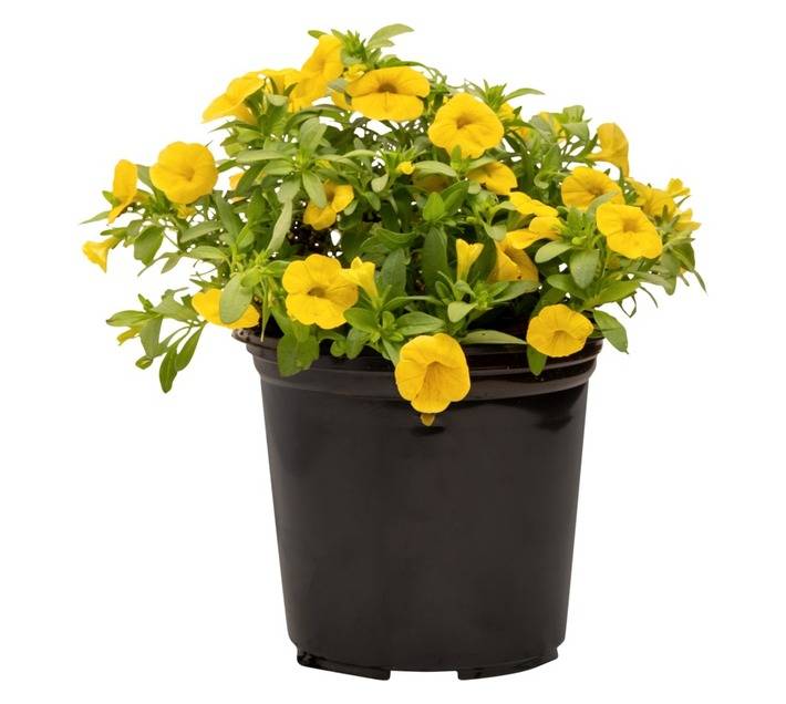 Colorweis Calibrachoa Pot (170mm)