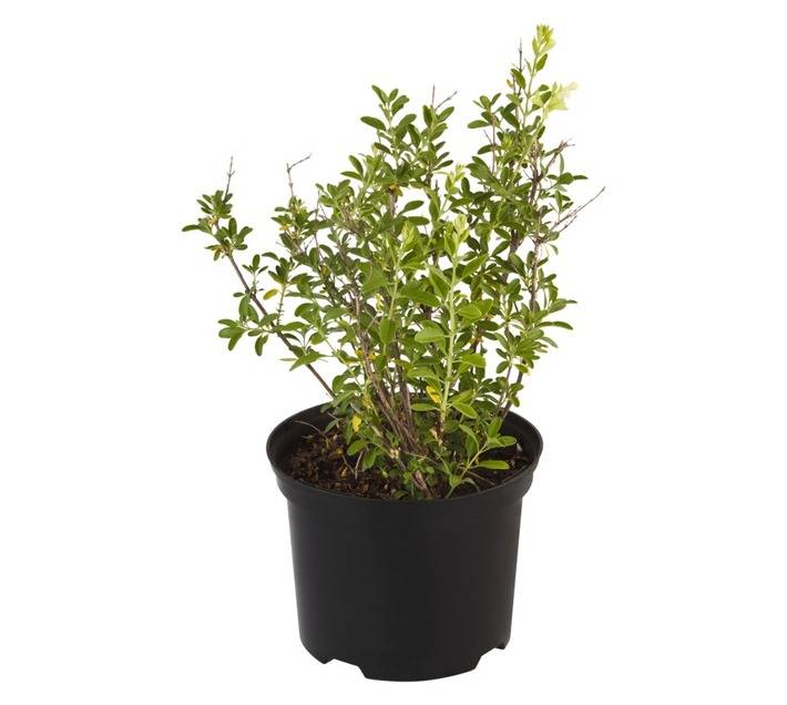 Salvia Puebla Alvia Greg Pot (170mm)
