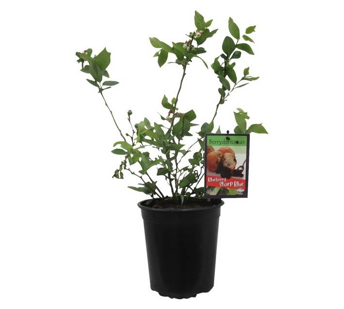 Blueberry Sharpblue (20cm Pot)