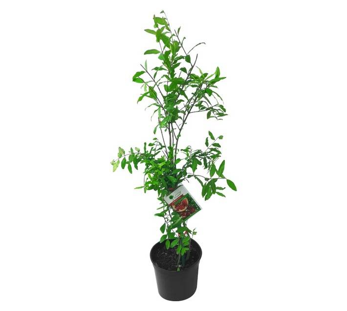 Giving Trees Shivah Pomegranate Fruit Tree (230mm)