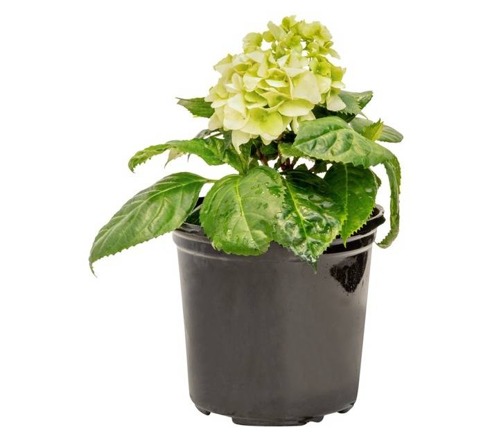 Colorweis Hydrangea Pot (170mm)