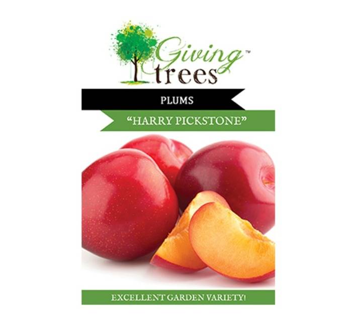 Giving Trees Plum Fruit Tree (10L)