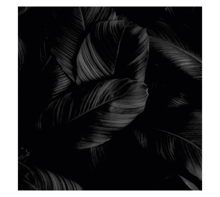 Parrot Products Feathers Hob Splashback - Black (898 x 6 x 700mm)