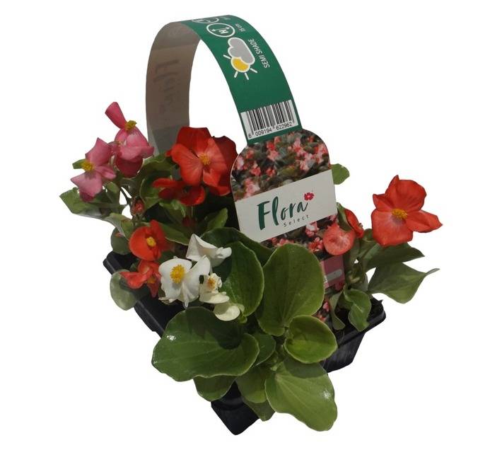 Flora Select 6 x Seedling Begonia - Assorted (185 x 140 x 240mm)
