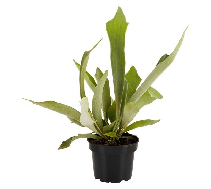 San Michell Platycerium Bifurcatum Netherlands Plant (140mm)