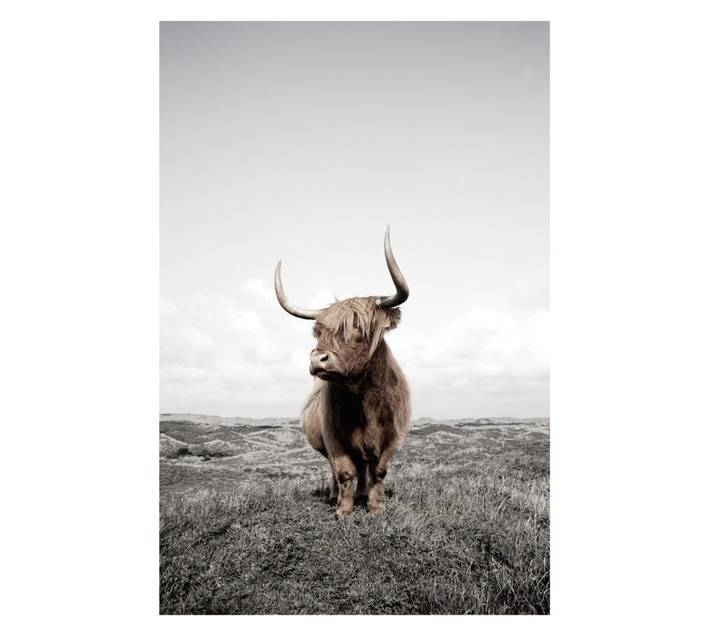 Design House Yak Canvas Print - Brown (600 x 900mm)