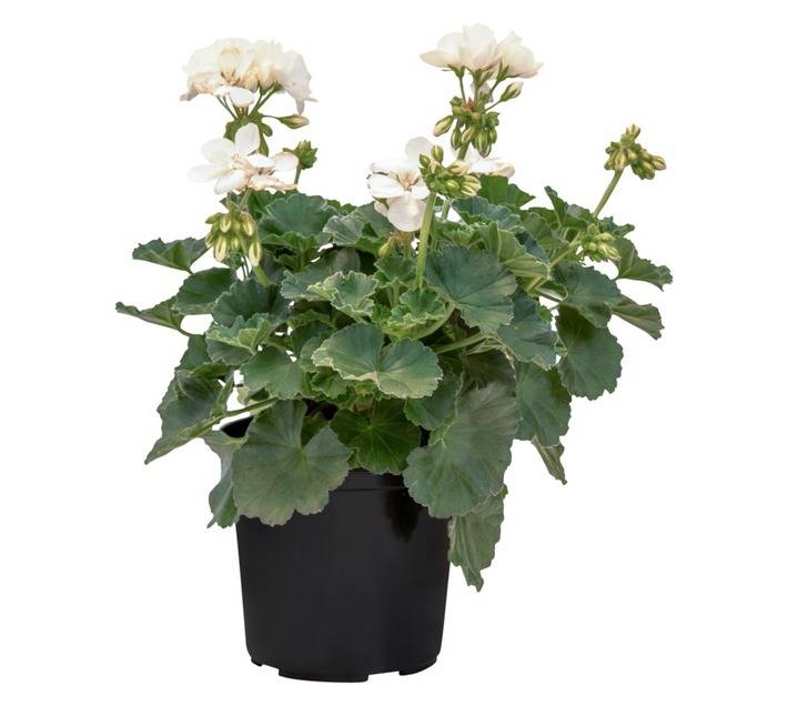 Colorweis Pelargonium PBR Pot (170mm)