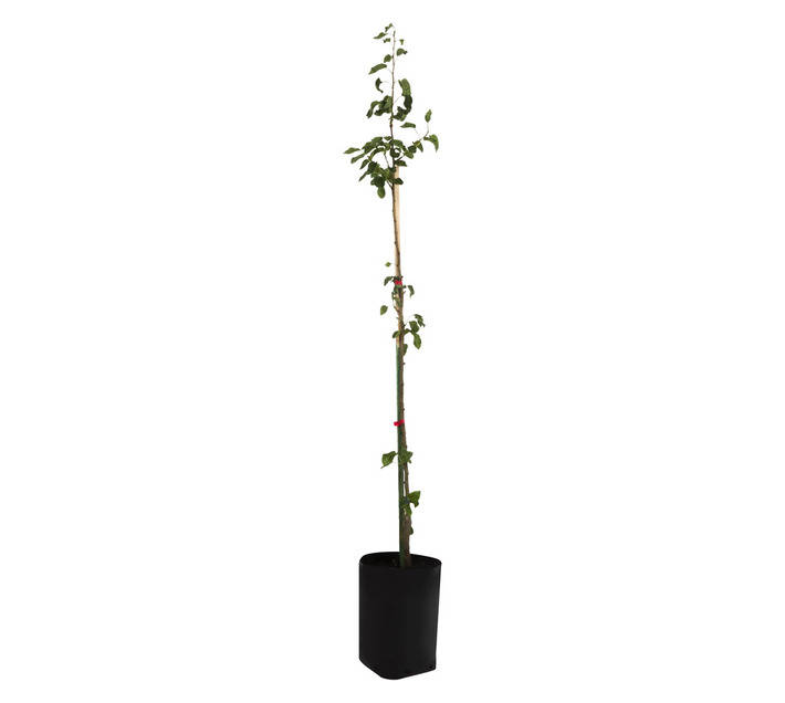 Giving Trees Rosemarie Pear Fruit Tree (10L)