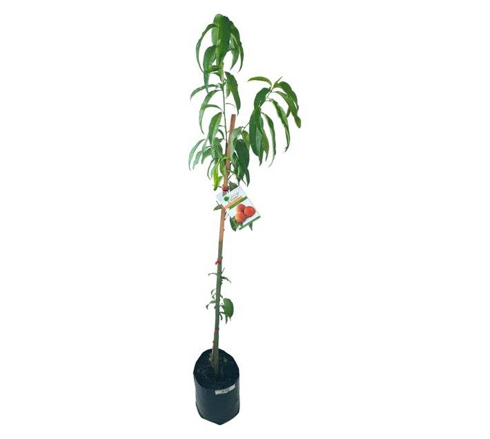 Giving Trees Peach Fruit Tree (10L)
