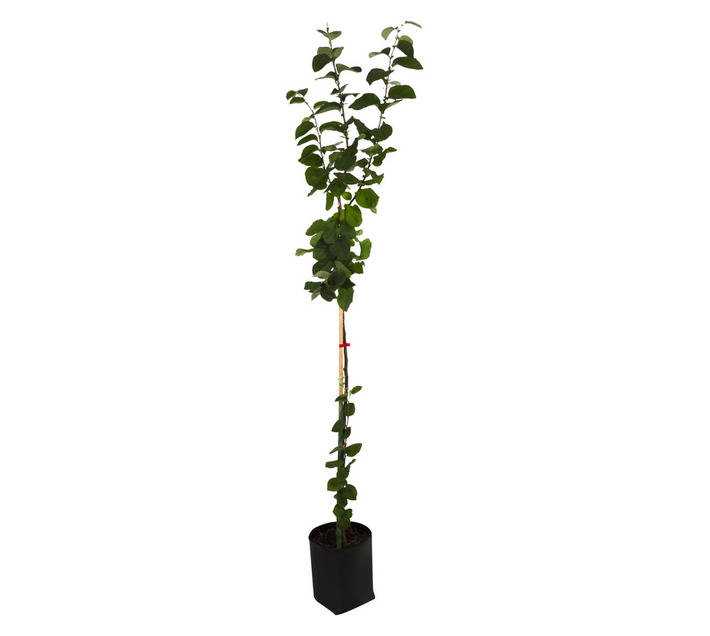 Giving Trees Portugal Quince Fruit Tree (10L)