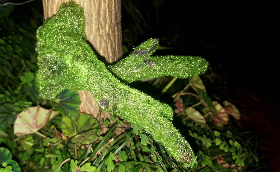 Mossy Branch Medium - 0.50kg