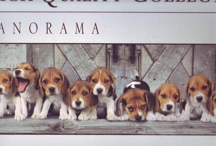 Beagles - Panoramic (1000pc Puzzle)