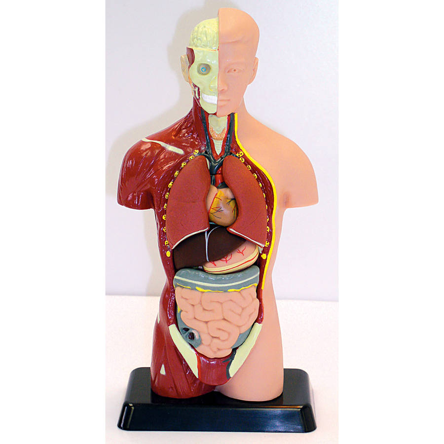 Human Anatomy Model with Stand (MK027)