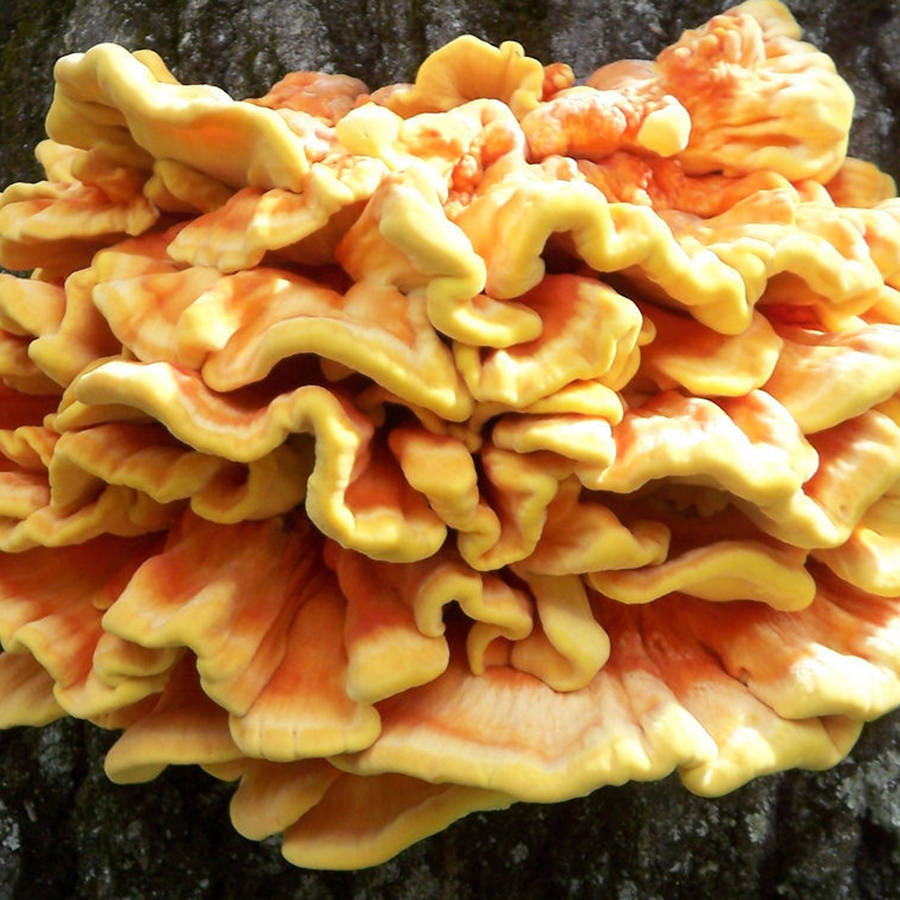 Chicken of the Woods Culture - 0.10kg